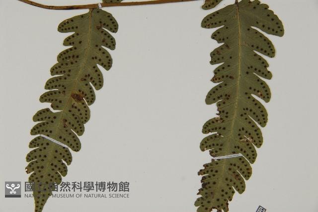 排灣三叉蕨藏品圖，第3張