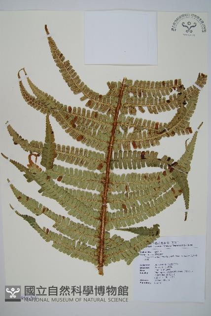 瓦氏鱗毛蕨藏品圖，第3張