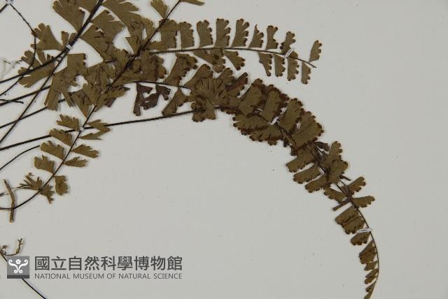 鞭葉鐵線蕨藏品圖，第3張