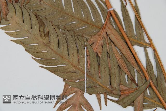 登錄號:P009058藏品圖，第3張