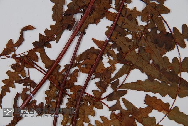 栗蕨藏品圖，第3張