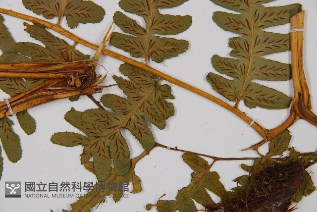 擬德氏雙蓋蕨藏品圖，第3張