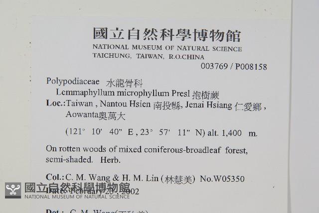抱樹蕨、伏石蕨藏品圖，第2張