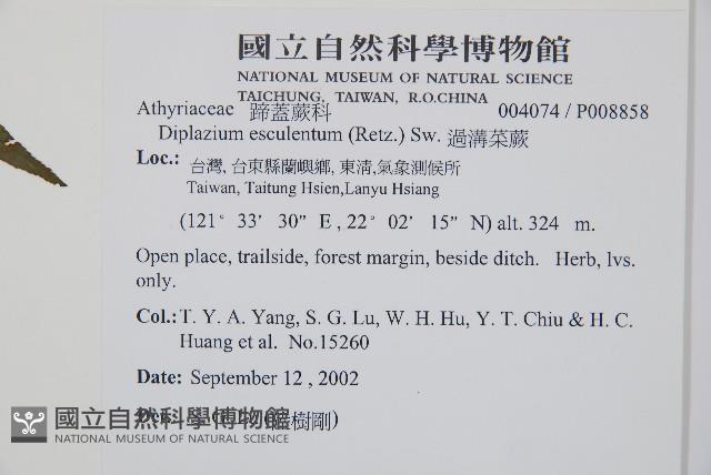 過溝菜蕨藏品圖，第2張