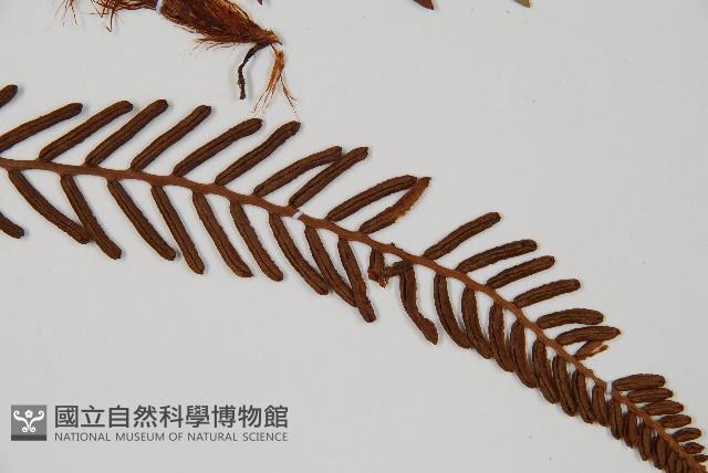 Accession Number:P009558 Collection Image, Figure 3, Total 5 Figures