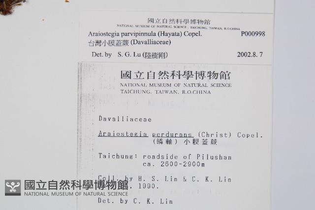 台灣小膜蓋蕨藏品圖，第2張