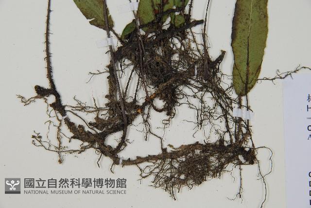 單葉雙蓋蕨藏品圖，第3張