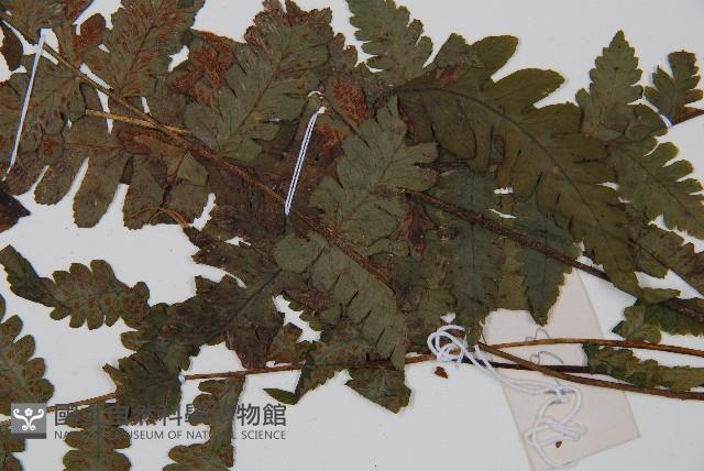 假蹄蓋蕨藏品圖，第3張