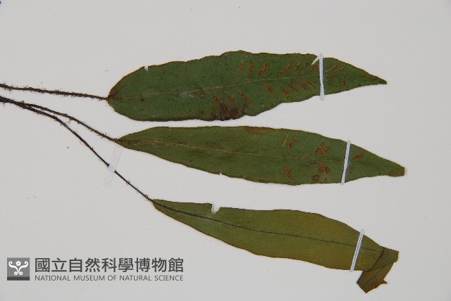 狹基巢蕨藏品圖，第3張