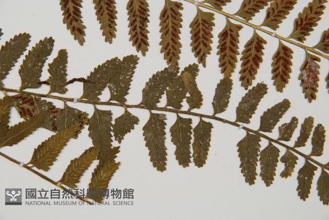 鈍齒鐵角蕨藏品圖，第3張