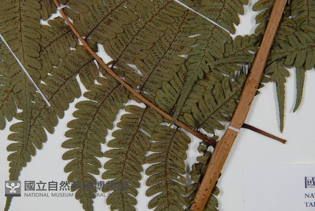 蘭嶼筆筒樹、蘭嶼桫欏藏品圖，第3張