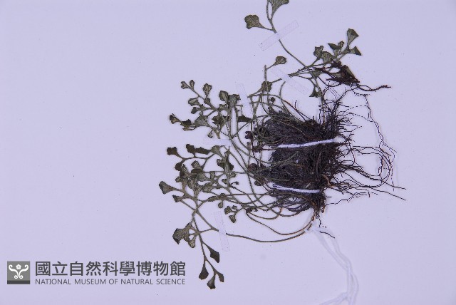 銀杏葉鐵角蕨藏品圖，第3張