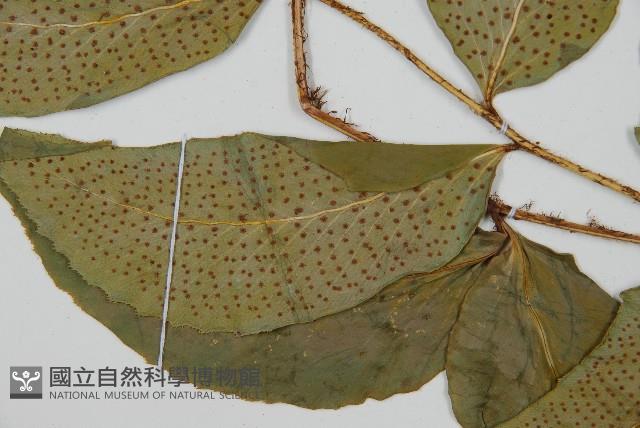 細齒貫眾蕨藏品圖，第3張