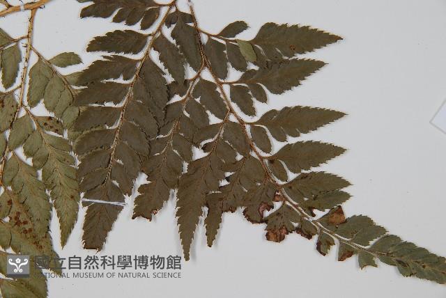 小葉複葉耳蕨藏品圖，第3張
