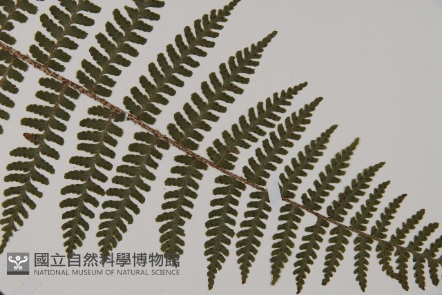 川上氏肋毛蕨藏品圖，第3張