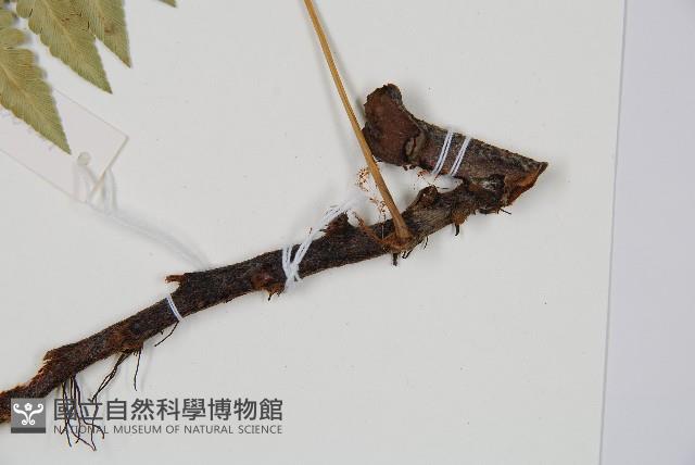 闊葉骨碎補藏品圖，第3張