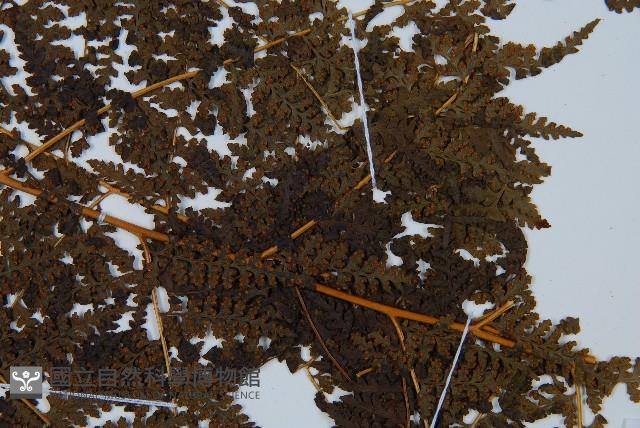 華南鱗蓋蕨藏品圖，第6張