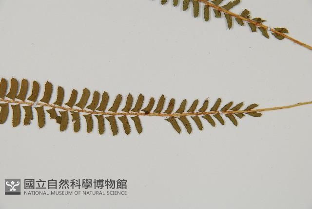 鋸齒葉耳蕨藏品圖，第3張