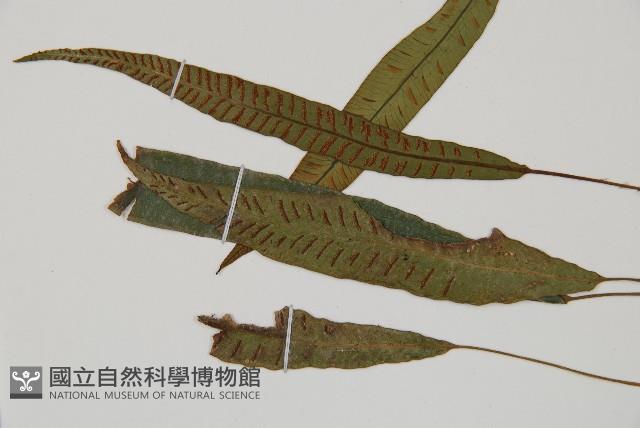 單葉雙蓋蕨藏品圖，第3張