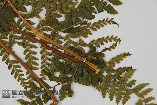 團羽鱗蓋蕨藏品圖，第3張