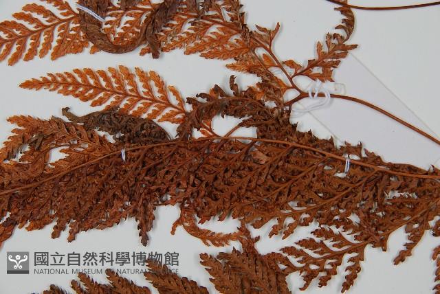 圓蓋陰石蕨藏品圖，第3張