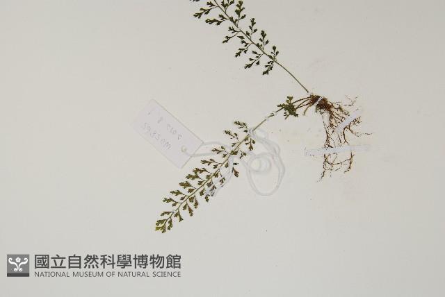 小葉鐵角蕨藏品圖，第3張