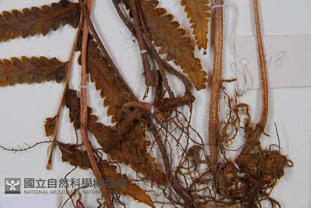 邊緣鱗蓋蕨藏品圖，第3張