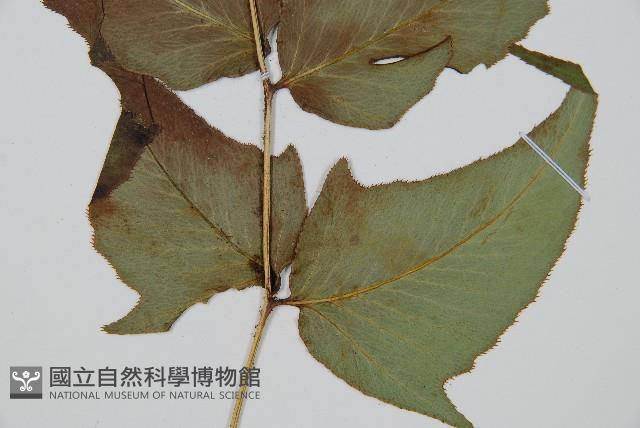 細齒貫眾蕨藏品圖，第3張