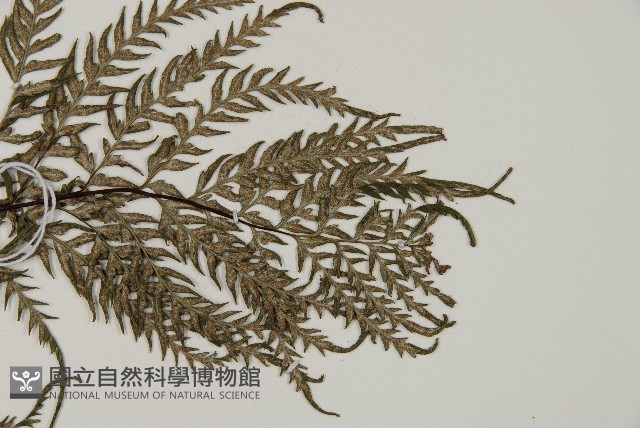 粉葉蕨藏品圖，第3張