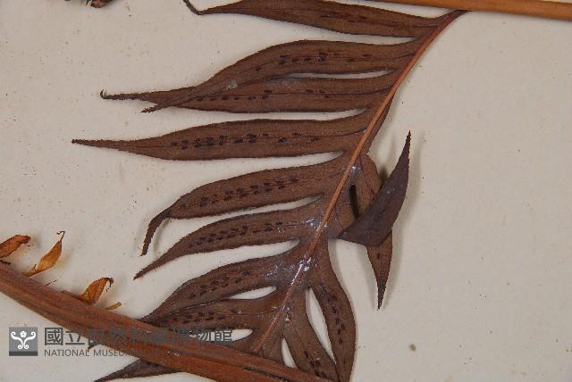 東方狗脊蕨藏品圖，第3張