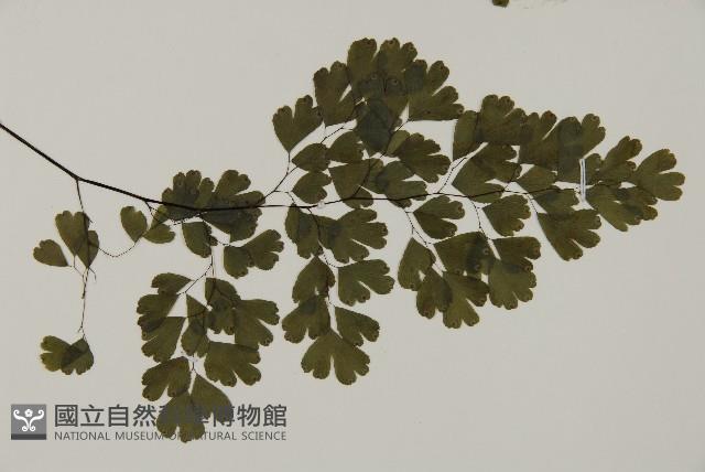 鐵線蕨藏品圖，第3張