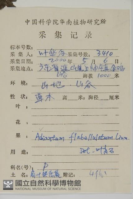 扇葉鐵線蕨藏品圖，第2張