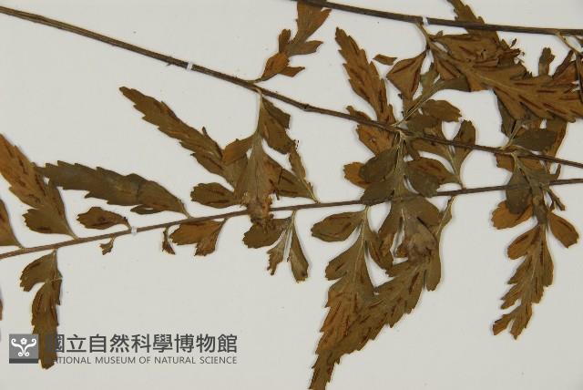 大蓬萊鐵角蕨藏品圖，第3張