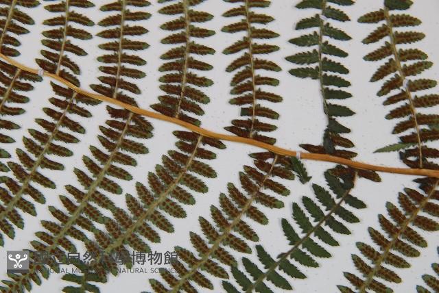 對生蹄蓋蕨藏品圖，第6張