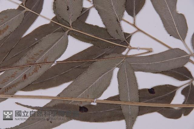 華鳳丫蕨藏品圖，第3張