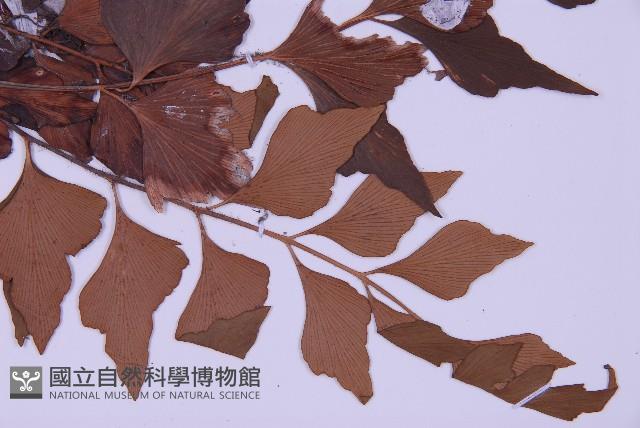 石生鐵角蕨藏品圖，第3張