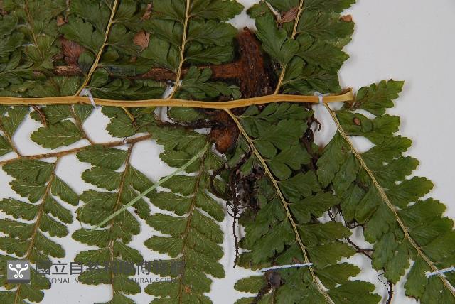 粗毛鱗蓋蕨藏品圖，第2張