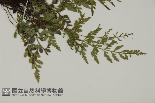 深山鐵角蕨藏品圖，第3張
