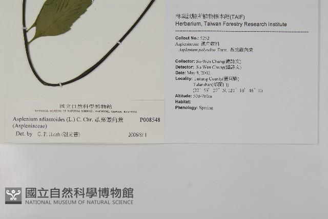 革葉鐵角蕨藏品圖，第2張