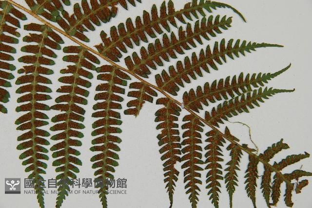 深山蹄蓋蕨藏品圖，第3張
