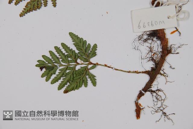 阿里山陰石蕨藏品圖，第3張