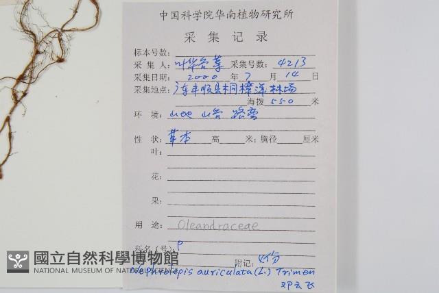 腎蕨藏品圖，第2張