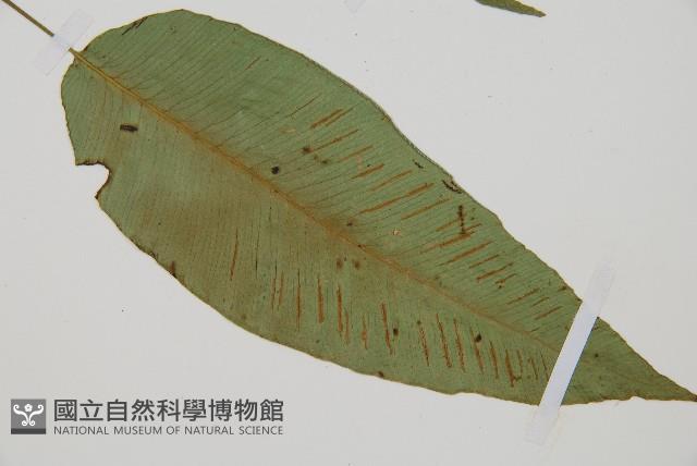 細柄雙蓋蕨藏品圖，第3張