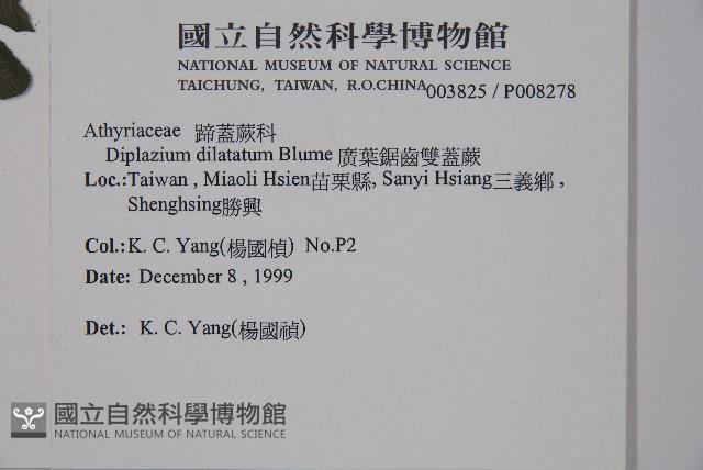 廣葉鋸齒雙蓋蕨藏品圖，第2張