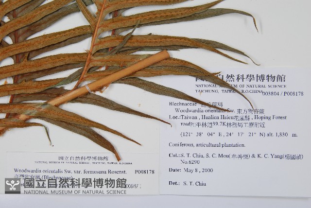 臺灣狗脊蕨藏品圖，第2張