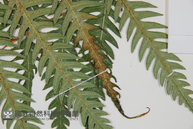 生芽狗脊蕨、頂芽狗脊蕨藏品圖，第3張