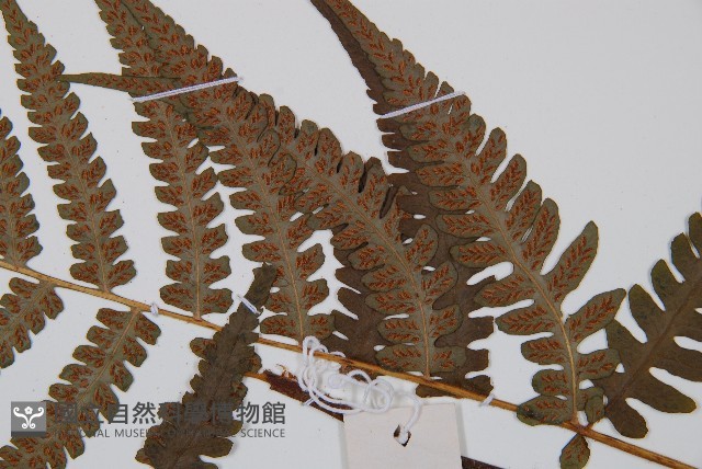 假蹄蓋蕨藏品圖，第3張