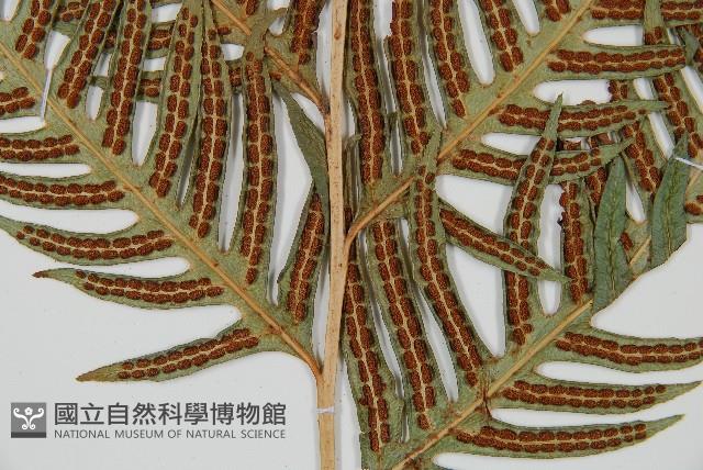 生芽狗脊蕨、頂芽狗脊蕨藏品圖，第3張