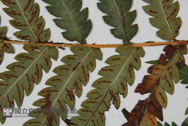 日本狗脊蕨藏品圖，第3張