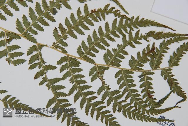 禾稈蹄蓋蕨藏品圖，第3張